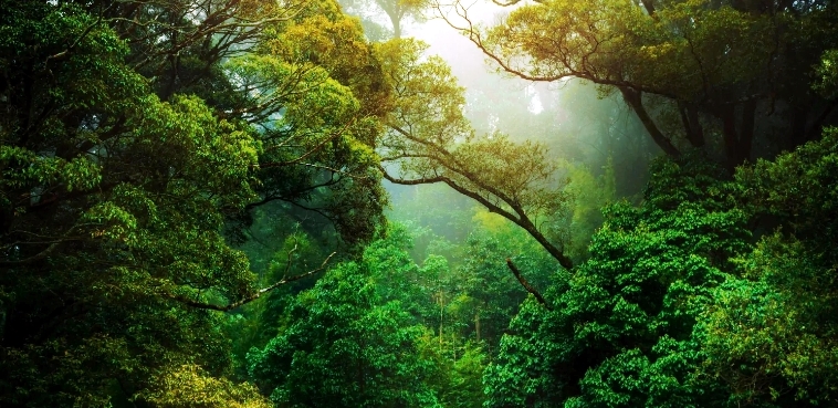 Belém reúne especialistas para debater o futuro do setor florestal na Amazônia