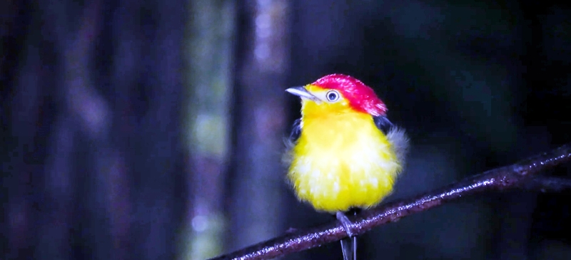 Mirante do Gavião Amazon Lodge amplia vivências na floresta com observação de pássaros