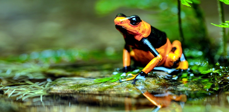 Wildlife Conservation Society e Avianca unem forças para prevenir o tráfico de vida silvestre na América Latina