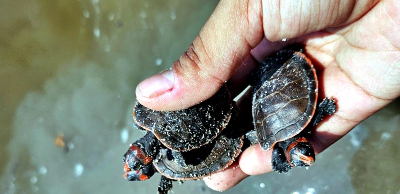 Mais de 1,1 mil quelônios são soltos por comunitários na RDS Puranga Conquista