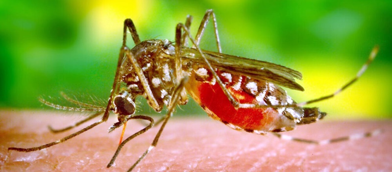 Seminário sobre malária no Amazonas destaca impacto das mudanças climáticas na luta contra a doença