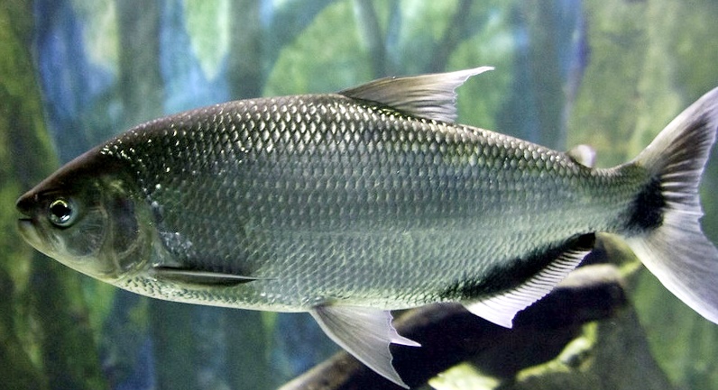 Povo Paumari inova no manejo pesqueiro da matrinxã