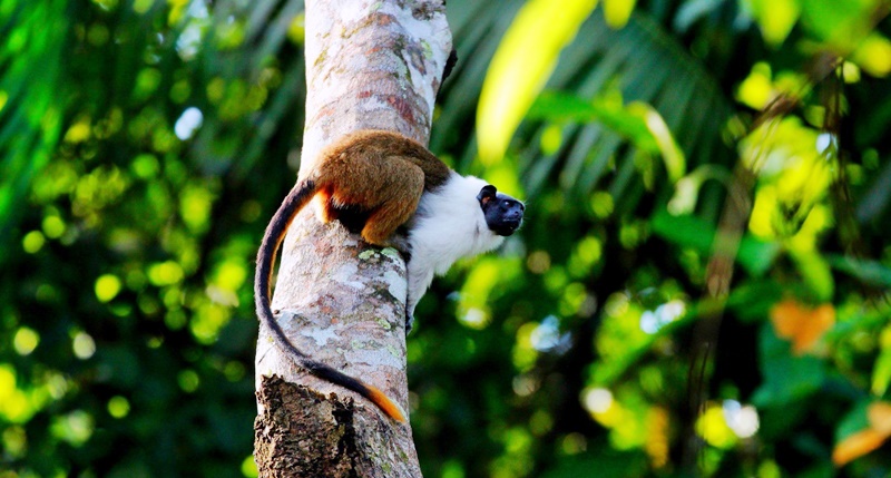 Símbolo de Manaus e gravemente ameaçado de extinção, sauim-de-coleira tem habitat  reduzido a cada ano 